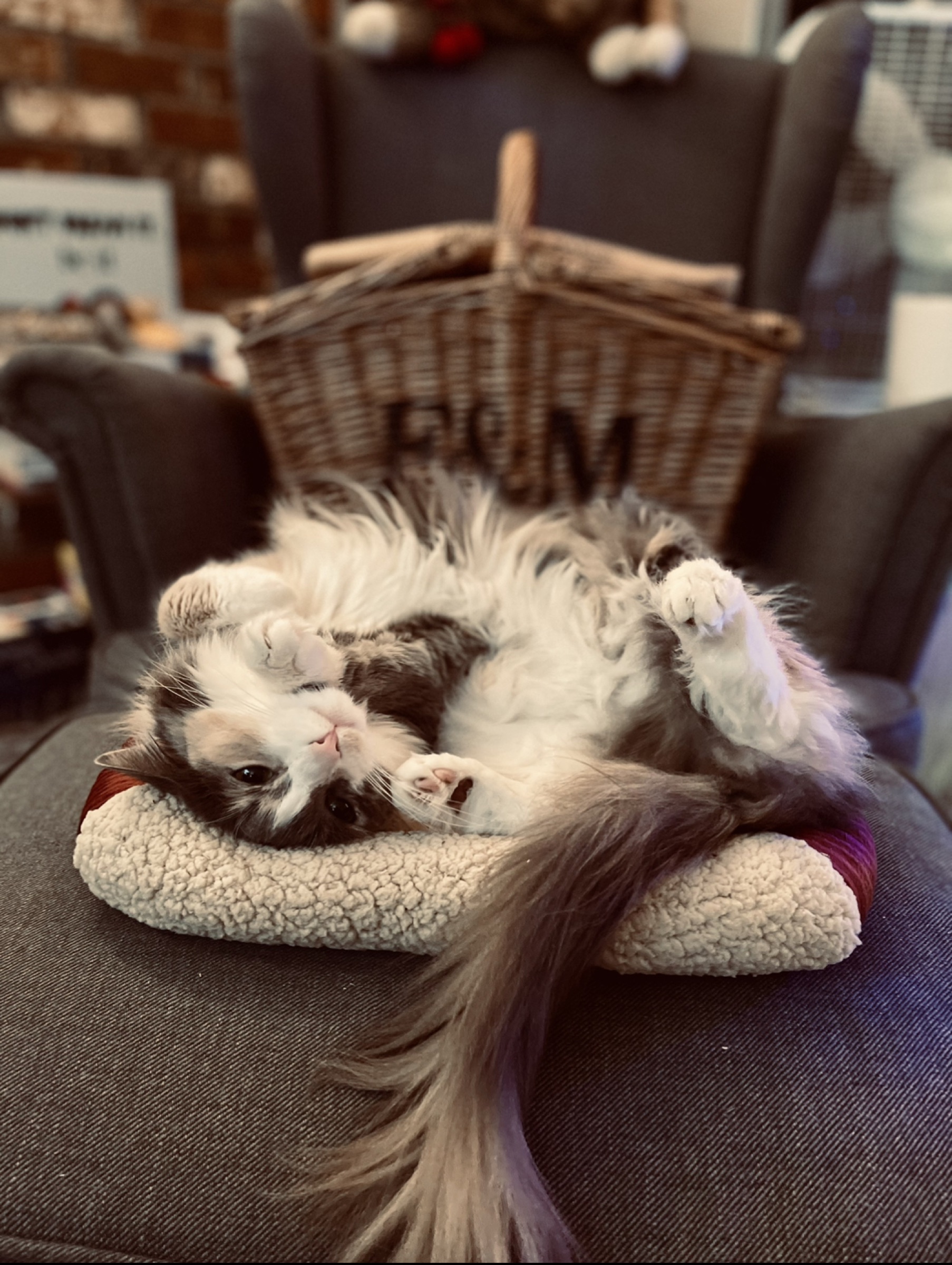 long-haired gray-and-white cat sprawled belly-up on a fleece cushion in front of a wicker hamper