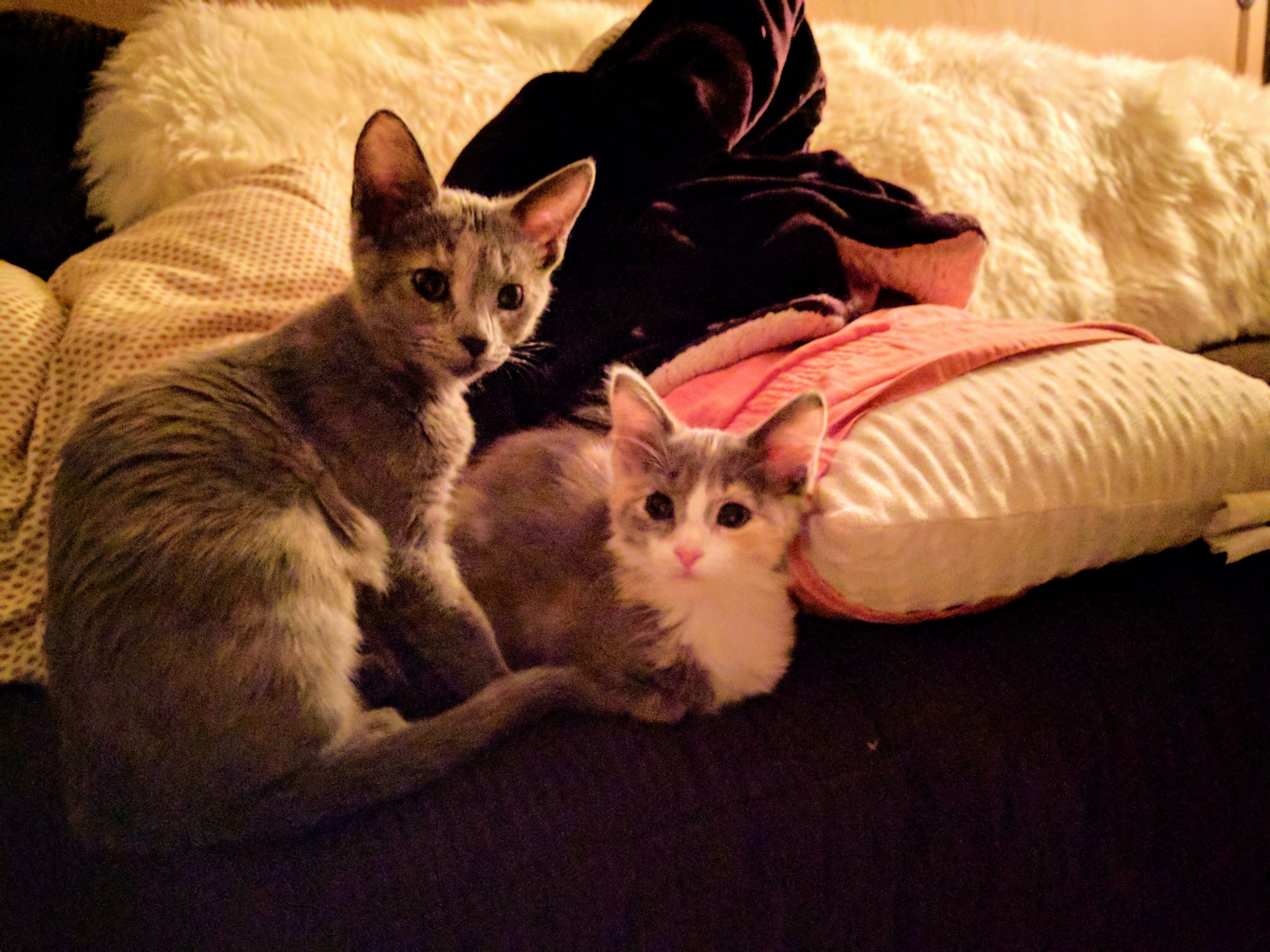 two kittens on a couch — gray dilute calico and a smaller white-and-gray