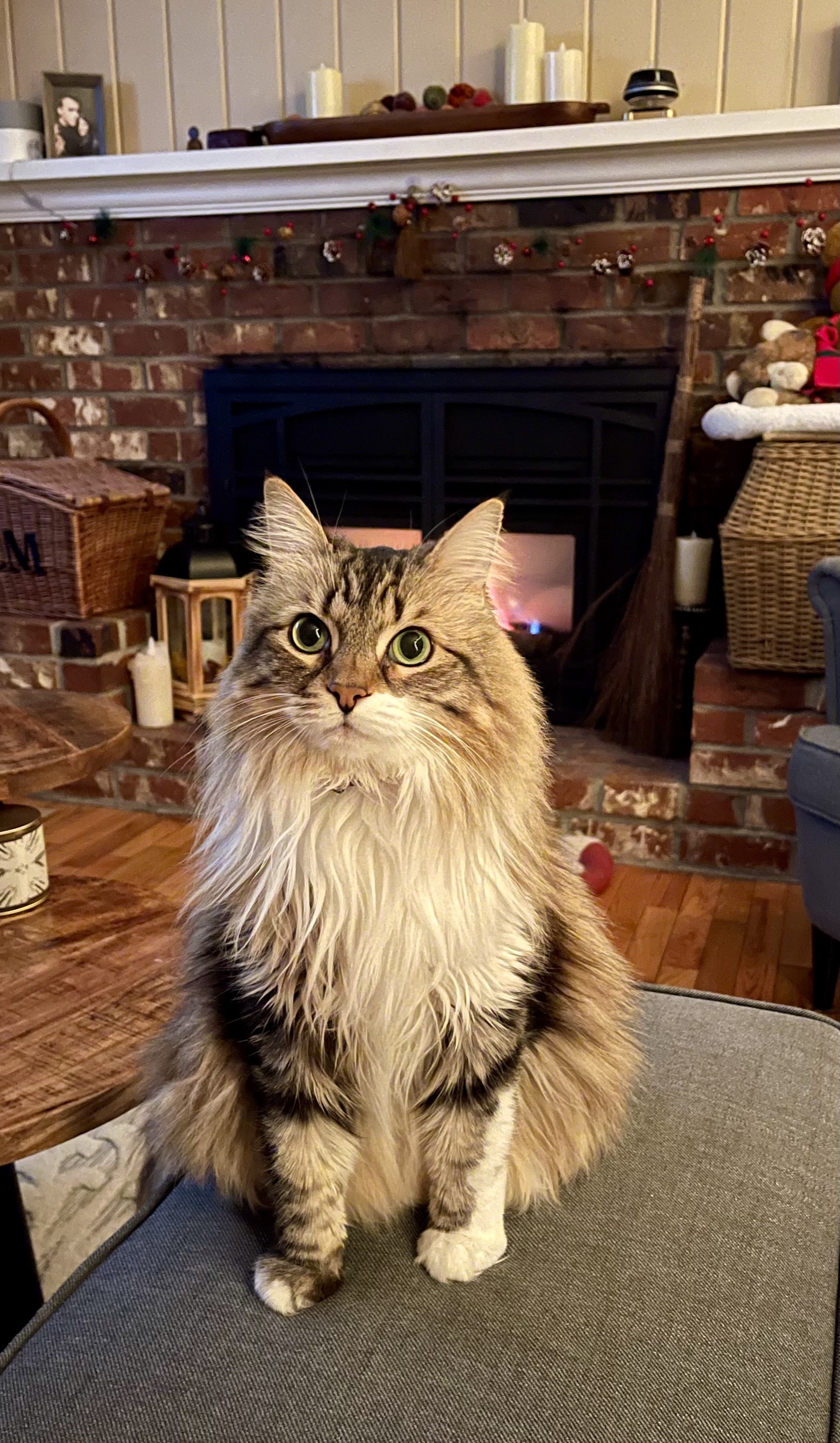long-haired tabby sitting upright in front of a brick fireplace, green eyes looking just past the camera
