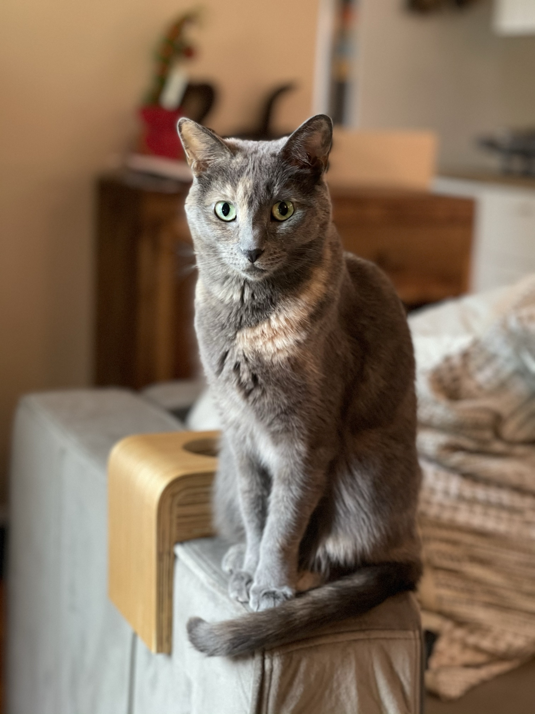 gray dilute-tortoiseshell cat perched on the corner of a sofa, tail draped over the side