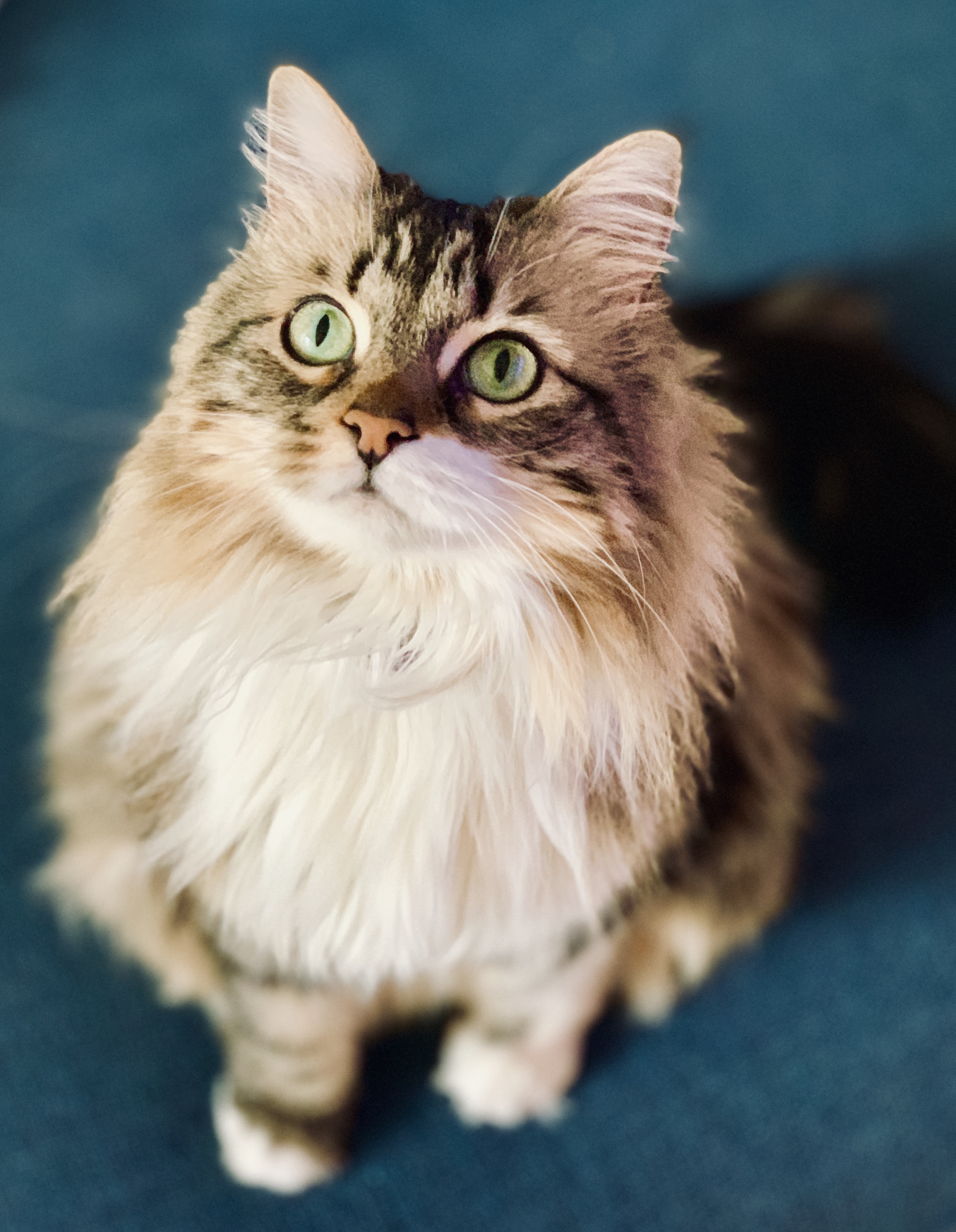 long-haired tabby with green eyes, looking up